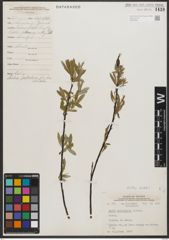 Foto von Salix petiolaris Sm.